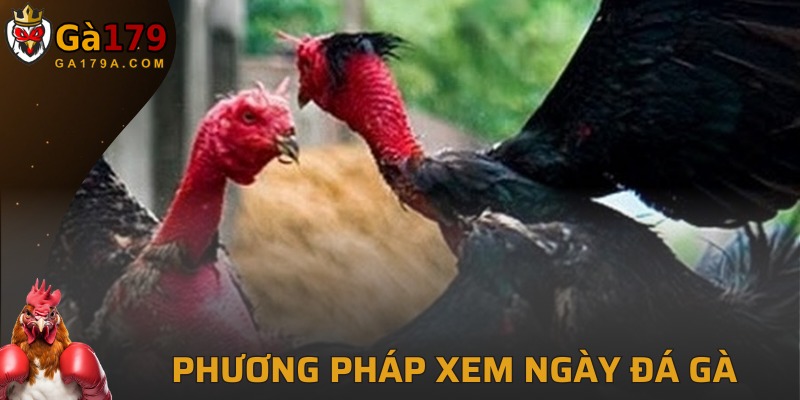 Phương pháp xem thời điểm đá gà dựa vào 12 con giáp