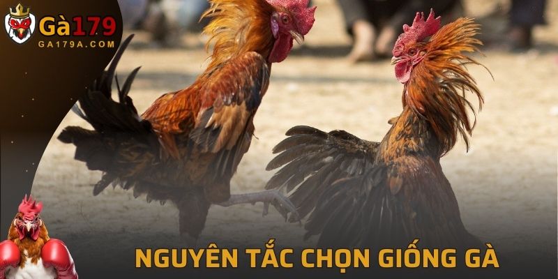 Quy định khi chọn gà theo luật đá gà miền nam