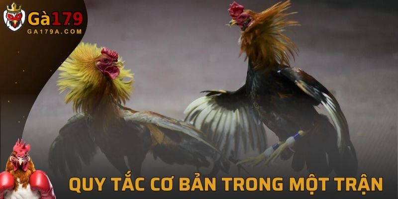 Quy tắc cơ bản trong một trận chọi kê