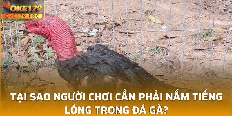 Tại sao người chơi cần phải nắm tiếng lóng trong đá gà?