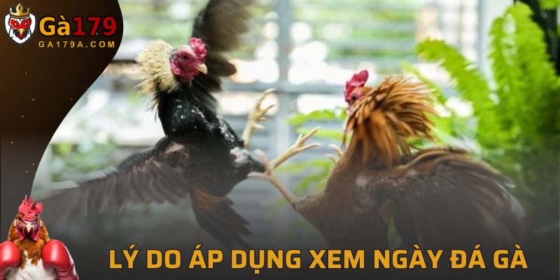 Tầm quan trọng của việc áp dụng cách chọn lúc chọi kê