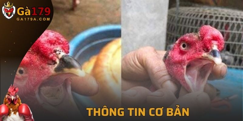 Thông tin cơ bản về bệnh nấm họng ở gà