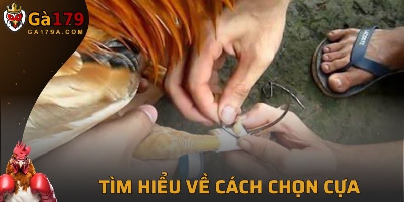 Thông tin về cách chọn cựa cho gà chọi