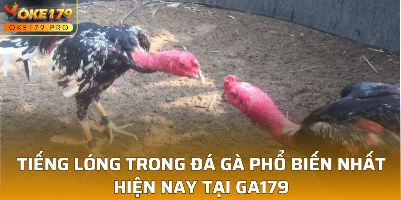 Tiếng lóng trong đá gà phổ biến nhất hiện nay tại GA179