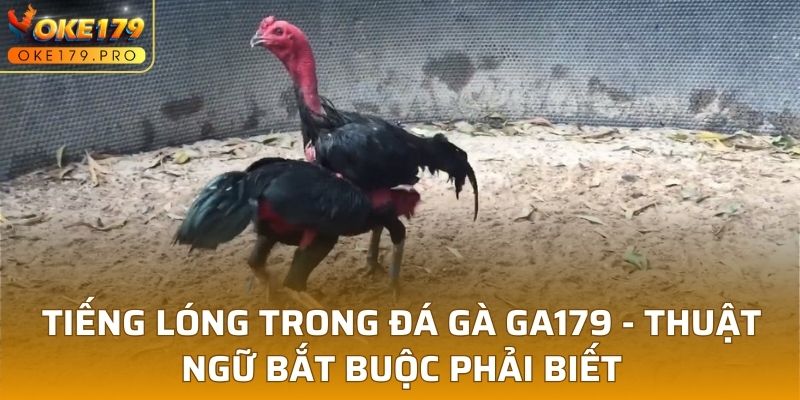 Tiếng Lóng Trong Đá Gà