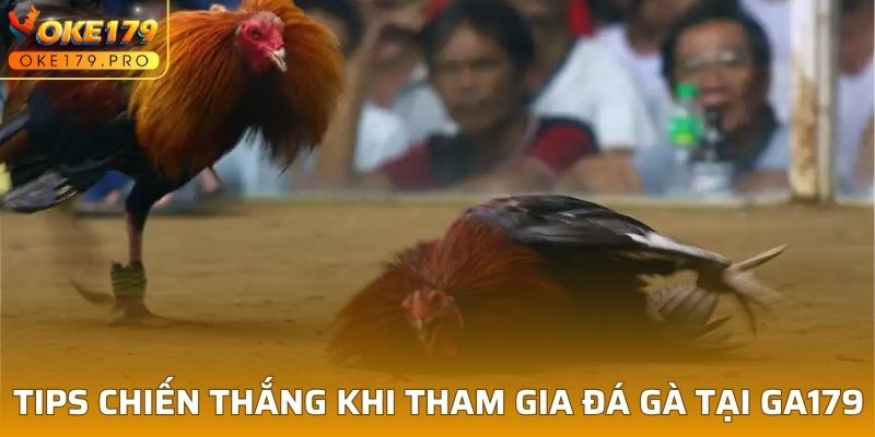 Tips chiến thắng khi tham gia đá gà tại GA179