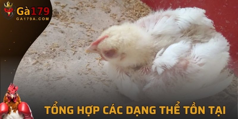 Tổng hợp các dạng thể tồn tại