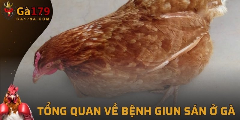 Tổng quan về bệnh giun sán ở gà