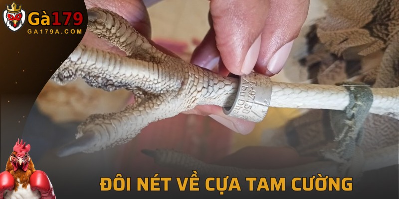 Tổng quan về cựa tam cường cho người mới bắt đầu