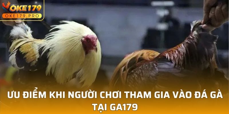 Ưu điểm khi người chơi tham gia vào đá gà tại GA179