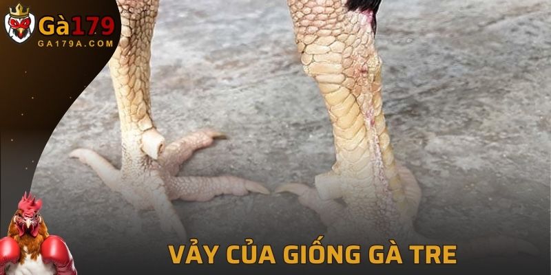 Xuất hiện thường thấy ở gà tre