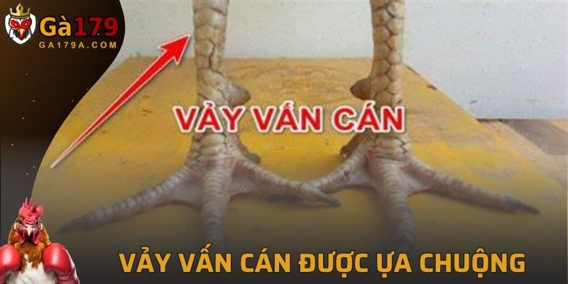 Vảy Vấn Cán